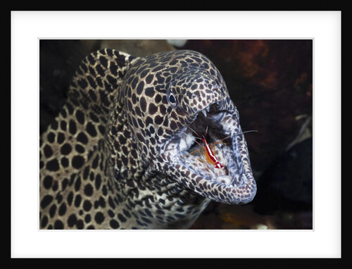 Honeycomb Moray Eel (Gymnothorax favagineus) being cleaned by a White-banded Cleaner Shrimp (Lysmata amboinensis), Alam Batu, Bali, Indonesia by Anonymous