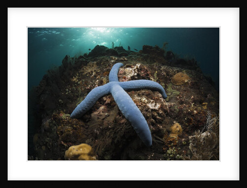 Blue Starfish on a Coral Reef (Linckia laevigata), Alam Batu, Bali, Indonesia by Anonymous