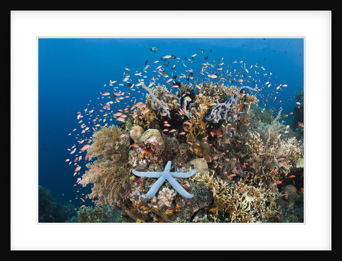 Colorful Coral Reef, Alam Batu, Bali, Indonesia by Anonymous