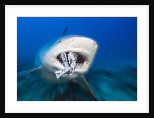 Bull Shark feeding (Carcharhinus leucas), Beqa Lagoon, Viti Levu, Fiji by Anonymous