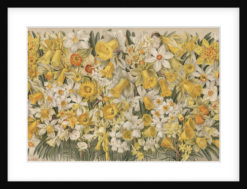 The Daffodil Garden by Anonymous