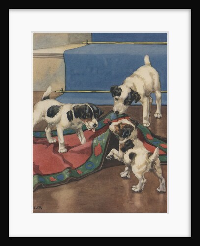 Dogs playing with rug by Anonymous