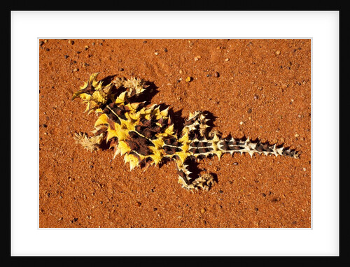 Thorny Devil, Uluru - Kata Tjuta National Park, Australia by Anonymous