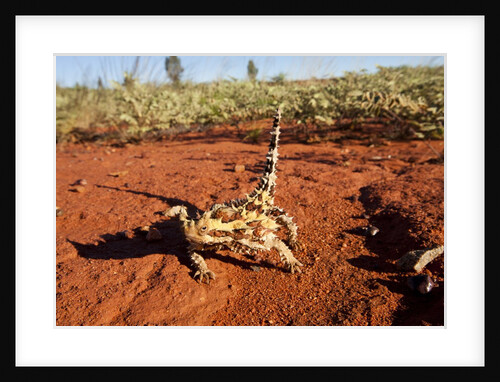 Thorny Devil, Uluru - Kata Tjuta National Park, Australia by Anonymous