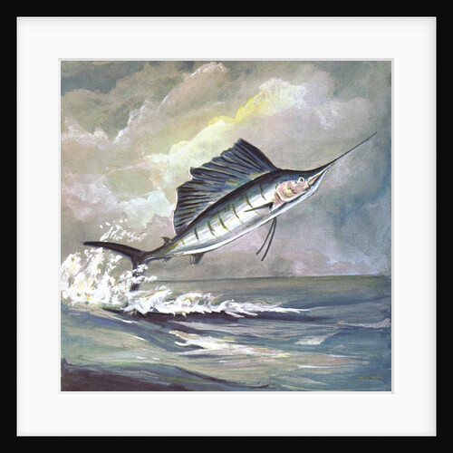 Leaping sailfish by Anonymous