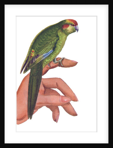 Parakeet perched on woman's hand by Anonymous