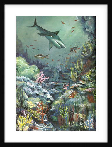 Shark swimming in a coral reef by Anonymous