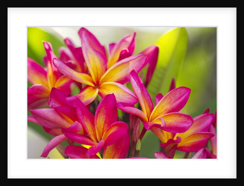 Colorful plumeria (Frangipani) blossoms. Maui, Hawaii by Anonymous