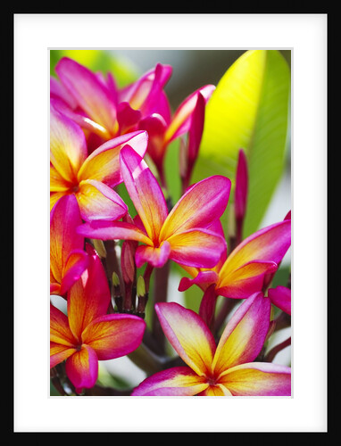 Colorful plumeria (Frangipani) blossoms. Maui, Hawaii by Anonymous