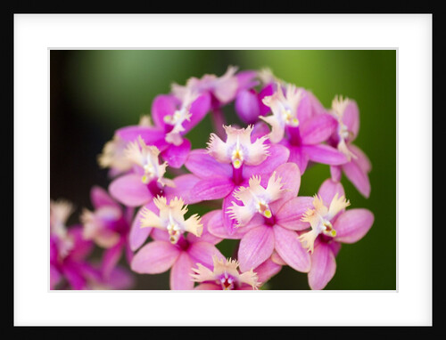 Epidendrum orchids, Hawaii by Anonymous
