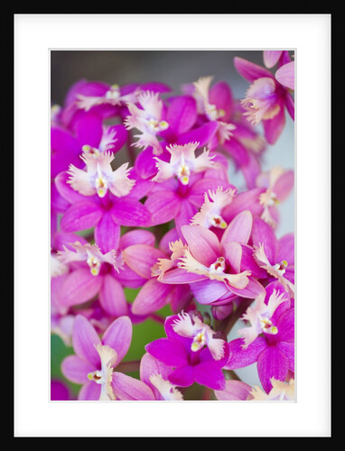 Epidendrum orchids, Hawaii by Anonymous