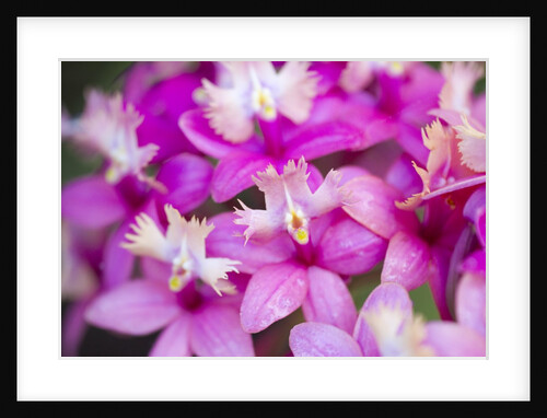 Epidendrum orchids, Hawaii by Anonymous