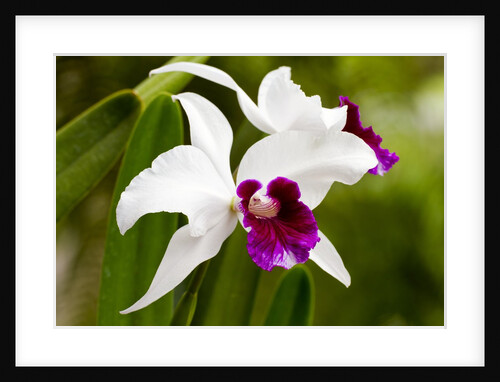 Cattleya orchid in Hawaii by Anonymous