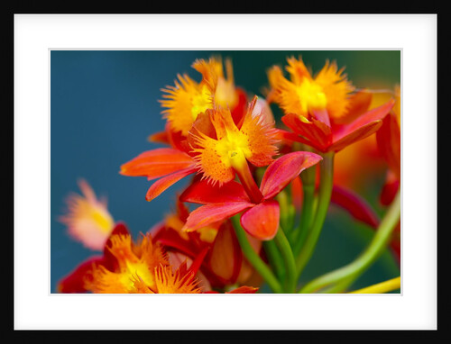 Epidendrum orchids, Hawaii by Anonymous