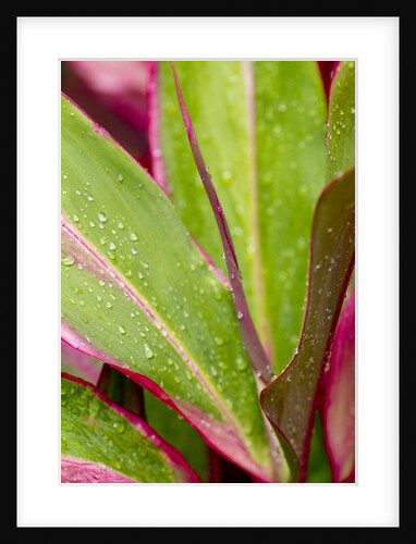 Close-up of Ti leaves, Hawaii by Anonymous