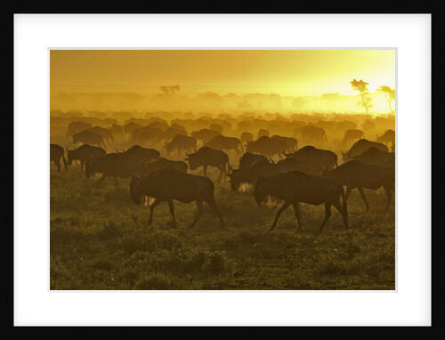Herd of wildebeest at sunrise by Anonymous