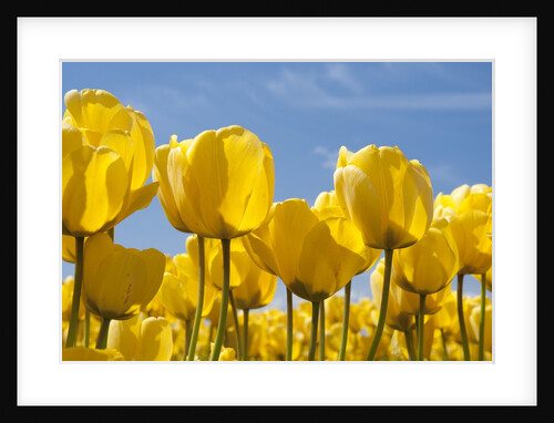 yellow tulips by Anonymous