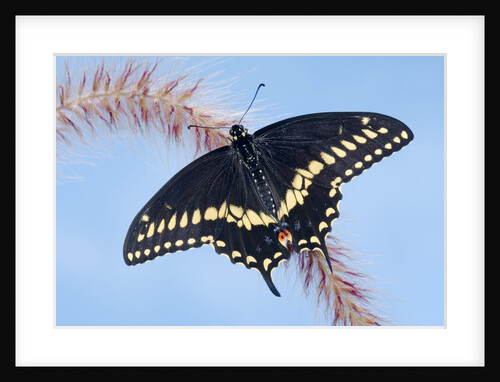 Eastern Black Swallowtail Butterfly male (Papilio polyxenes asterius) rests on Purple Fountain Grass (Pennisetum s. rubrum) in backyard garden. Summer. Nova Scotia, Canada. by Anonymous