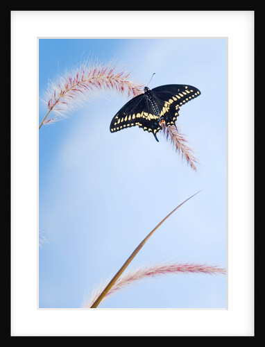 Eastern Black Swallowtail Butterfly male (Papilio polyxenes asterius) rests on Purple Fountain Grass (Pennisetum s. rubrum) in backyard garden. Summer. Nova Scotia, Canada. by Anonymous