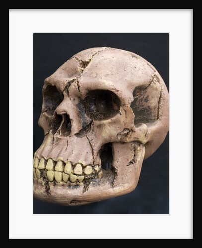 Neanderthal or Neandertal man - reconstructed skull by Anonymous