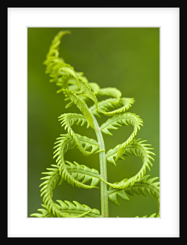 Cinnamon fern's fertile spore-bearing fronds are erect and shorter by Anonymous