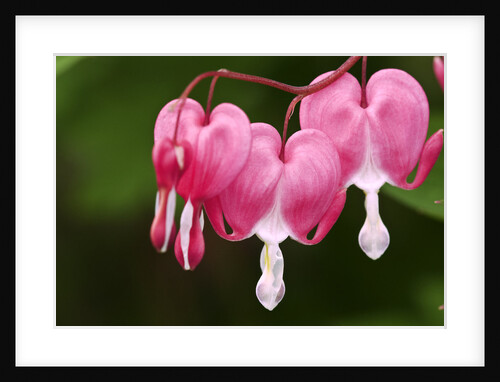 Bleeding heart flowers in garden, Lively, Ontario, Canada by Anonymous