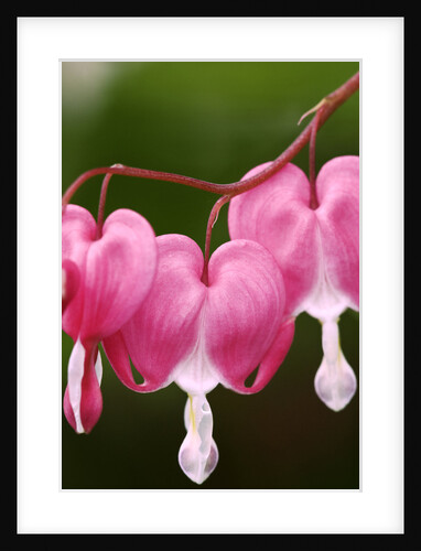 Bleeding heart flowers in garden, Lively, Ontario, Canada by Anonymous