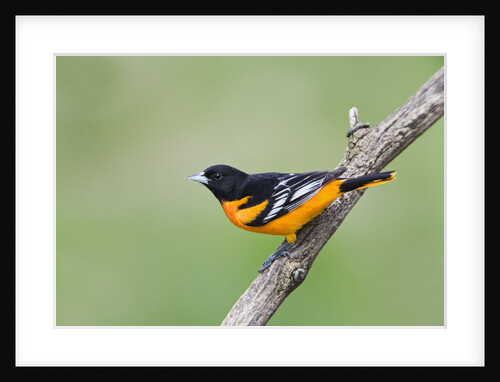 Baltimore Oriole (Icterus galbula), during spring migration, Rondeau Provincial park, Ontario, Canada. by Anonymous