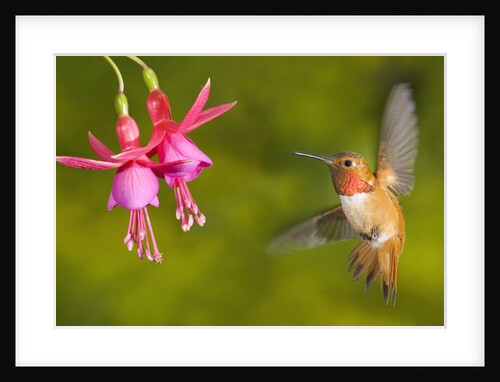 Rufous hummingbird (Selasphorus rufus), Canada. by Anonymous