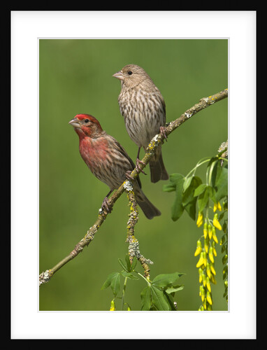 Male and female House finches (Carpodacus mexicanus) on plum blossoms at Victoria, Vancouver Island, British Columbia, Canada by Anonymous
