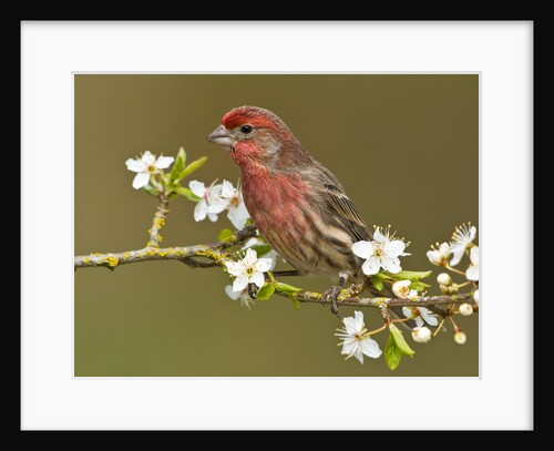 Male House finch (Carpodacus mexicanus) on plum blossoms at Victoria, Vancouver Island, British Columbia, Canada by Anonymous