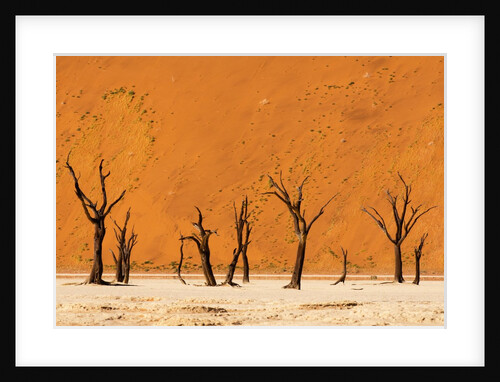 Deadvlei, Namibia by Anonymous