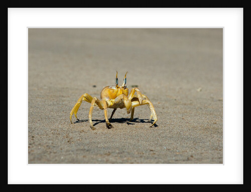 Ghost crab (Ocypode cursor), Skeleton Coast National Park, Namibia. by Anonymous