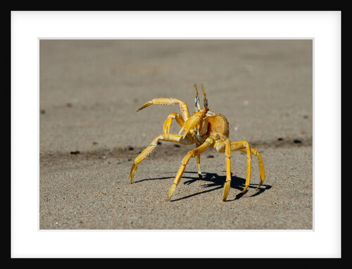 Ghost crab (Ocypode cursor), Skeleton Coast National Park, Namibia. by Anonymous