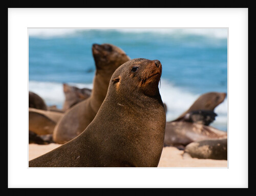 Cape fur seal (Arctocephalus pusilus), Skeleton Coast National Park by Anonymous