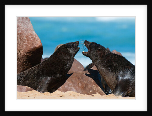 Cape fur seal (Arctocephalus pusilus), Skeleton Coast National Park by Anonymous