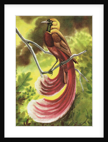 Bird of paradise by Anonymous