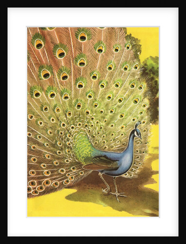 Peacock showing tail feathers by Anonymous