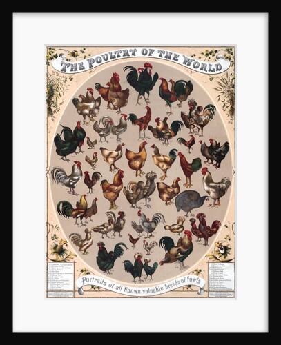 The Poultry of the World by Anonymous