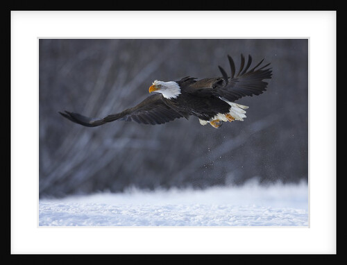Bald Eagle in Flight over Snow by Anonymous