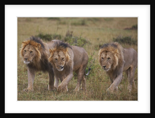 Three Male Lions on the Serengeti Plains by Anonymous