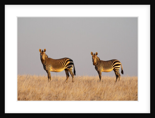 Hartmann's mountain zebra (Equus zebra hartmannae) by Anonymous