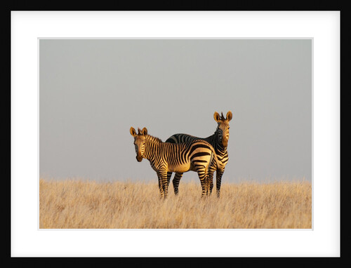 Hartmann's mountain zebra (Equus zebra hartmannae) by Anonymous