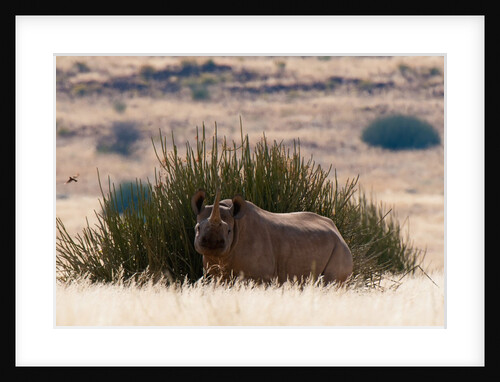 Desert adapted Black Rhinoceros (Diceros bicornis) by Anonymous