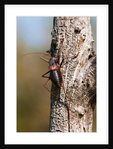 Red Armoured Cricket by Anonymous