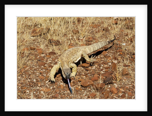 Monitor Lizard by Anonymous
