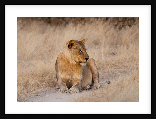 Lion, Ongava Game Reserve, near Etosha National Park, by Anonymous