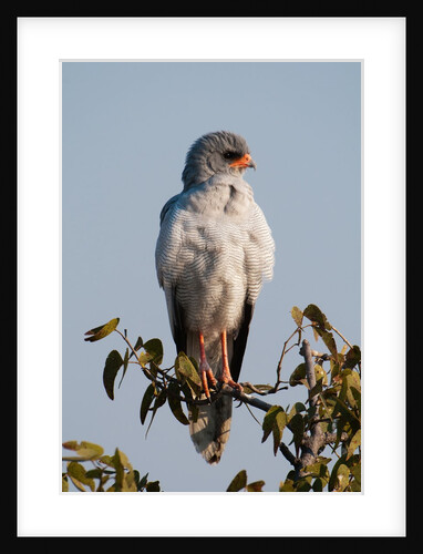 Juvenile Pale Chanting-Goshawk (Melierax canorus) by Anonymous