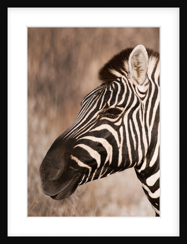 Burchell's zebra (Equus burchellii) by Anonymous
