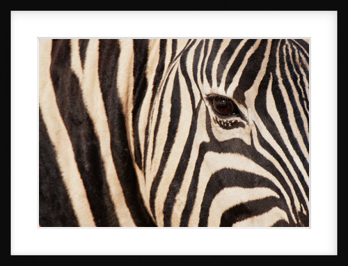 Burchell's zebra (Equus burchellii) by Anonymous
